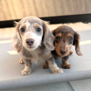 Dachshunds