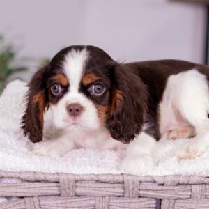 Cavalier King Charles Spaniel