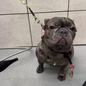 Yoda