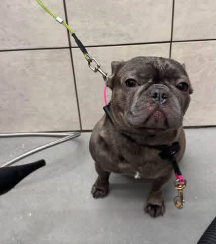 Yoda