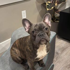 JAX
