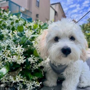 Maltese