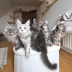 Maine Coon