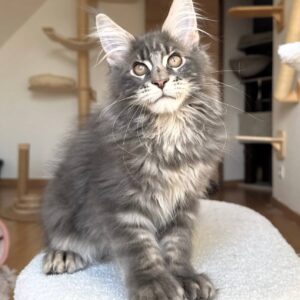 zoe