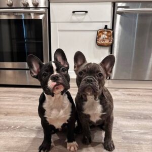 Bulldogs