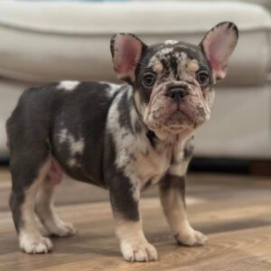 Bruno