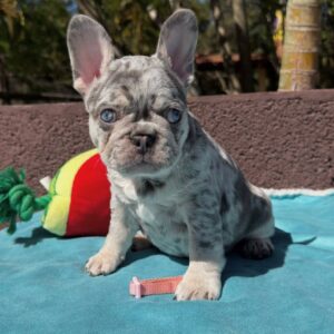 Lola
